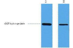 Western Blotting (WB) image for anti-Glutathione S Transferase (GST) antibody (ABIN3181248) (GST antibody)