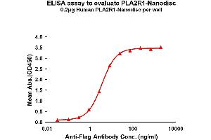 ELISA image for phospholipase A2 Receptor 1, 180kDa (PLA2R1) protein (ABIN7538475)