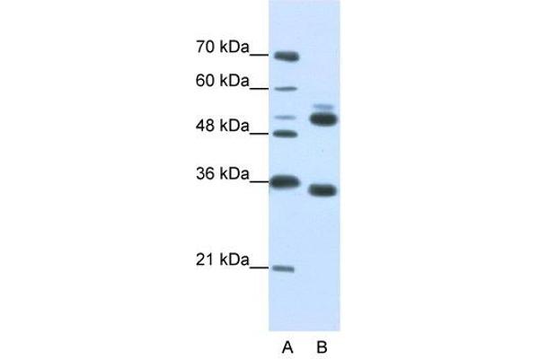 WDR6 antibody  (C-Term)