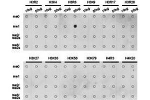 Western Blotting (WB) image for anti-Histone 3 (H3) (H3R8me) antibody (ABIN1873015) (Histone 3 antibody  (H3R8me))