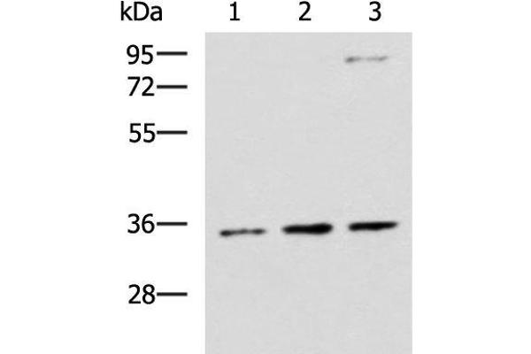 Syntaxin 5 antibody