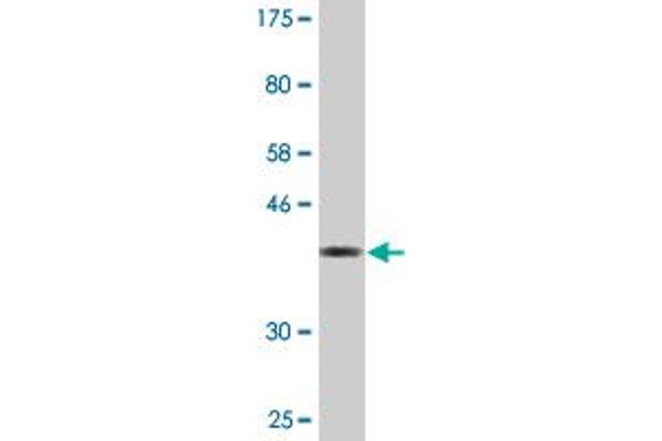 AKAP6 antibody  (AA 2221-2318)