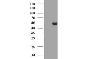 Image no. 1 for anti-CD4 (CD4) antibody (ABIN1497300) (CD4 antibody)