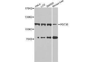 Western blot analysis of extracts of various cell lines, using PDE3B antibody. (PDE3B antibody)