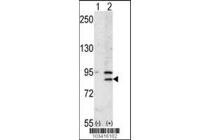 Western blot analysis of BRD2 using rabbit polyclonal BRD2 Antibody using 293 cell lysates (2 ug/lane) either nontransfected (Lane 1) or transiently transfected with the BRD2 gene (Lane 2). (BRD2 antibody  (AA 170-200))