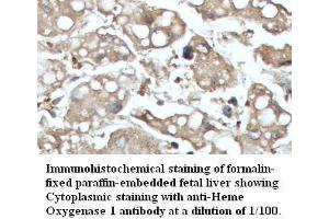 Image no. 1 for anti-Heme Oxygenase (Decycling) 1 (HMOX1) antibody (ABIN791221) (HMOX1 antibody)