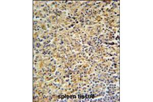 HCK Antibody immunohistochemistry analysis in formalin fixed and paraffin embedded human spleen tissue followed by peroxidase conjugation of the secondary antibody and DAB staining. (HCK antibody  (N-Term))