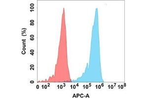 Flow cytometry analysis with Anti-CD5 (DM161) on Expi293 cells transfected with human CD5 (Blue histogram) or Expi293 transfected with irrelevant protein (Red histogram). (CD5 antibody  (AA 25-372))