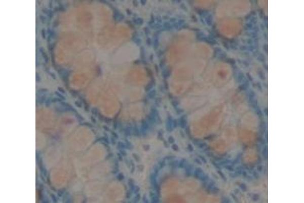 DEFA5 antibody  (AA 20-94)