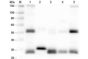 Western Blotting (WB) image for Goat anti-Rat IgG (Heavy & Light Chain) antibody (Texas Red (TR)) - Preadsorbed (ABIN102124)