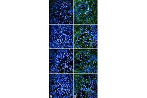 Immunocytochemistry/Immunofluorescence analysis using Rabbit Anti-Tau Monoclonal Antibody, Clone AH36 (ABIN6932888). (tau antibody  (pSer202, pThr205) (Atto 594))