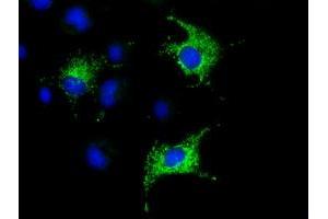 Immunofluorescence (IF) image for anti-Cytochrome C Oxidase Subunit VIa Polypeptide 1 (COX6A1) antibody (ABIN1497584) (COX6A1 antibody)