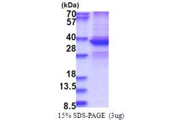 DDX39 Protein (AA 1-249) (His tag)