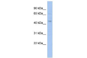 WB Suggested Anti-MGC33407 Antibody Titration: 0. (MGC33407 (Middle Region) antibody)