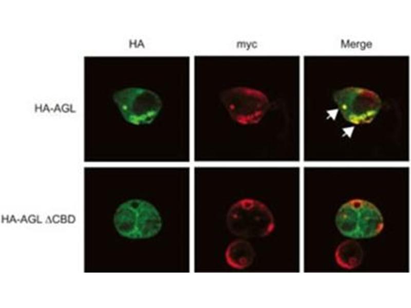 AGL Antibody ABIN357688