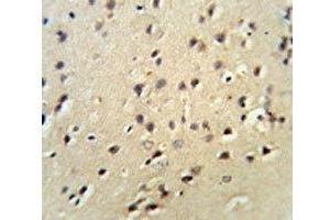 Lamin B1 antibody IHC analysis in formalin fixed and paraffin embedded mouse brain tissue. (Lamin B1 antibody  (AA 459-488))