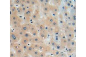 IHC-P analysis of liver tissue, with DAB staining. (Coagulation Factor X antibody  (AA 21-481))