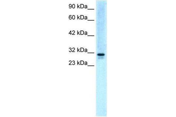 SNF8 antibody  (N-Term)