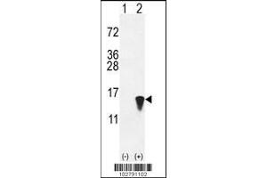 Western blot analysis of ISG15 using rabbit polyclonal hISG15-A46 using 293 cell lysates (2 ug/lane) either nontransfected (Lane 1) or transiently transfected with the ISG15 gene (Lane 2). (ISG15 antibody  (N-Term))