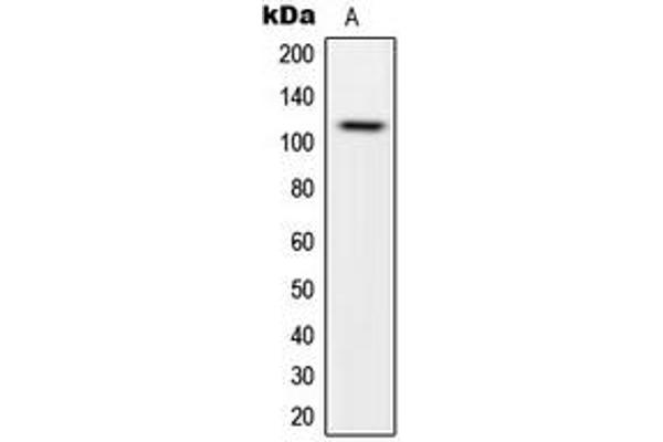 CARD14 antibody  (Center)