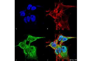 Immunocytochemistry/Immunofluorescence analysis using Mouse Anti-FGFA/FHFA (pan) Monoclonal Antibody, Clone S235-22 . (FGF13 antibody  (AA 2-18) (Atto 488))