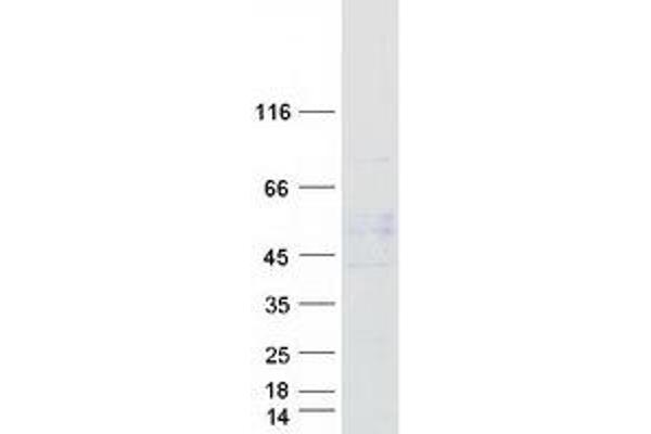 GABRA5 Protein (Myc-DYKDDDDK Tag)