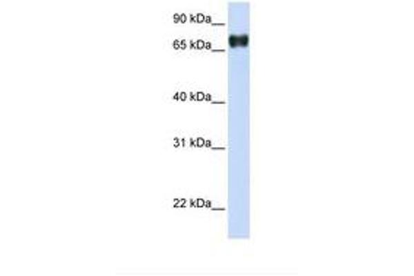 PLEKHA4 antibody  (AA 218-267)