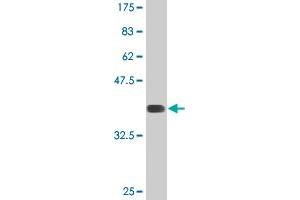 Western Blot detection against Immunogen (35. (NR1D1 antibody  (AA 233-322))