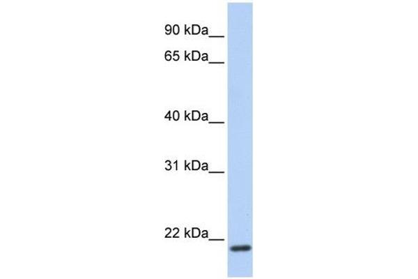 TMEM35 antibody  (C-Term)