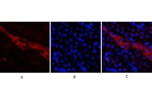 Immunofluorescence analysis of mouse kidney tissue. (CD81 antibody  (Internal Region))