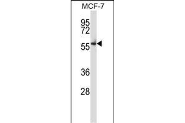 Nemo-Like Kinase antibody  (C-Term)