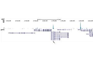 ChIP DNA-Sequencing (ChIP-seq) image for anti-Runt-Related Transcription Factor 1, Translocated To, 1 (Cyclin D-Related) (RUNX1T1) (Internal Region), (N-Term) antibody (ABIN6655575)