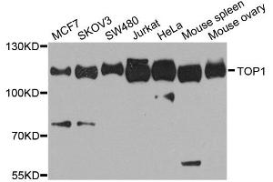 Western blot analysis of extracts of various cell lines, using TOP1 antibody (ABIN6290286) at 1:1000 dilution. (Topoisomerase I antibody)