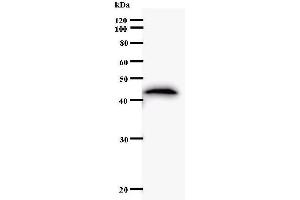 Western Blotting (WB) image for anti-Homeobox C11 (HOXC11) antibody (ABIN930923) (HOXC11 antibody)