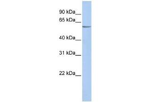 KCNK10 antibody used at 1 ug/ml to detect target protein. (KCNK10 antibody  (N-Term))