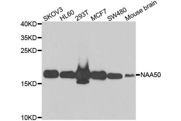 NAA50 antibody  (AA 1-169)