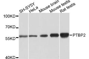 Western blot analysis of extracts of various cell lines, using PTBP2 antibody (ABIN5973595) at 1/1000 dilution. (PTBP2 antibody)