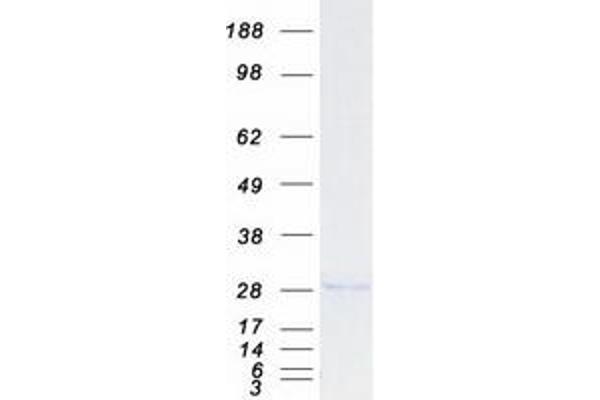 GINS4 Protein (Myc-DYKDDDDK Tag)