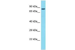 Western Blotting (WB) image for anti-PDZ Domain Containing 4 (PDZD4) (C-Term) antibody (ABIN2791144) (PDZD4 antibody  (C-Term))