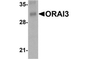 Western Blotting (WB) image for anti-ORAI Calcium Release-Activated Calcium Modulator 3 (ORAI3) antibody (ABIN1031802) (ORAI3 antibody)