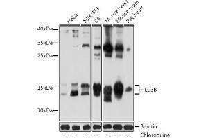 Western blot analysis of extracts of various cell lines, using LC3B antibody (ABIN6129924 and ABIN6143474) at 1:1000 dilution. (LC3B antibody)