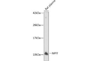 Western blot analysis of extracts of Rat plasma, using NPFF antibody  at 1:500 dilution. (Neuropeptide FF antibody  (AA 34-113))