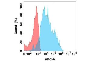 Flow cytometry analysis with Anti-EDA on Expi293 cells transfected with human EDA (Blue histogram) or Expi293 transfected with irrelevant protein (Red histogram). (Ectodysplasin A antibody)