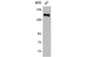 Western Blot analysis of 293 cells using Phospho-PLC γ1 (Y783) Polyclonal Antibody (Phospholipase C gamma 1 antibody  (pTyr753))