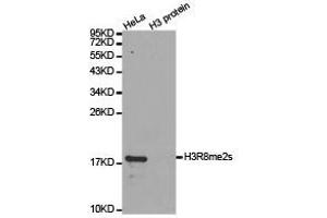 Western Blotting (WB) image for anti-Histone 3 (H3) (H3R8me2s) antibody (ABIN1873010) (Histone 3 antibody  (H3R8me2s))