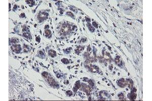 Immunohistochemistry (IHC) image for anti-Amyloid beta (A4) Precursor Protein (APP) antibody (ABIN1496881) (APP antibody)