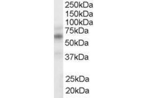 ABIN185294 (1µg/ml) staining of human spleen lysate (35µg protein in RIPA buffer). (Nuclear Receptor Subfamily 1, Group H, Member 2/3 (NR1H2/3) (AA 429-442), (AA 443-456) antibody)