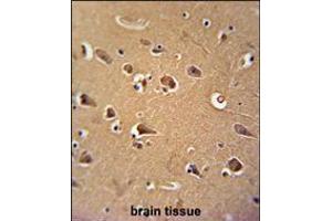 CALM1 Antibody immunohistochemistry analysis in formalin fixed and paraffin embedded human brain tissue followed by peroxidase conjugation of the secondary antibody and DAB staining. (Calmodulin 1 antibody  (C-Term))