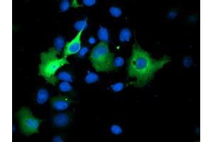 Anti-SMS mouse monoclonal antibody (ABIN2454717) immunofluorescent staining of COS7 cells transiently transfected by pCMV6-ENTRY SMS (RC200619). (SMS antibody)