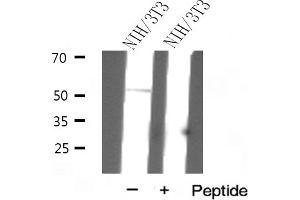 Western blot analysis of Keratin 14 expression in NIH/3T3 cells (KRT14 antibody  (N-Term))